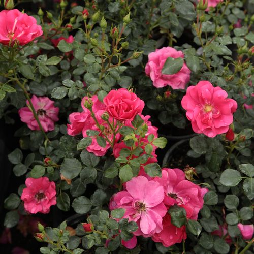 Rosa-ciclamen fuerte - Árbol de Rosas Miniatura - rosal de pie alto- froma de corona llorona